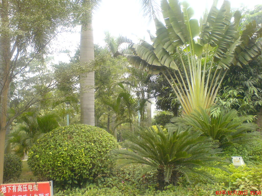 图片[3]-二十年前的海南比现在的海南怎么样-聚微达人