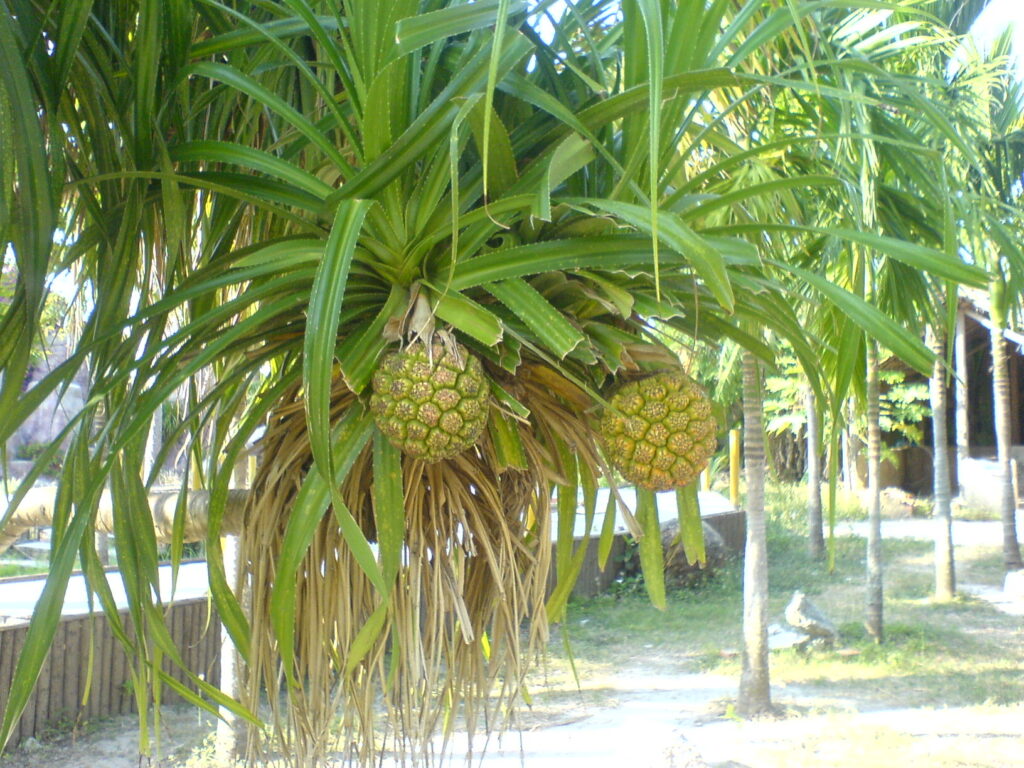 图片[4]-二十年前的海南比现在的海南怎么样-聚微达人