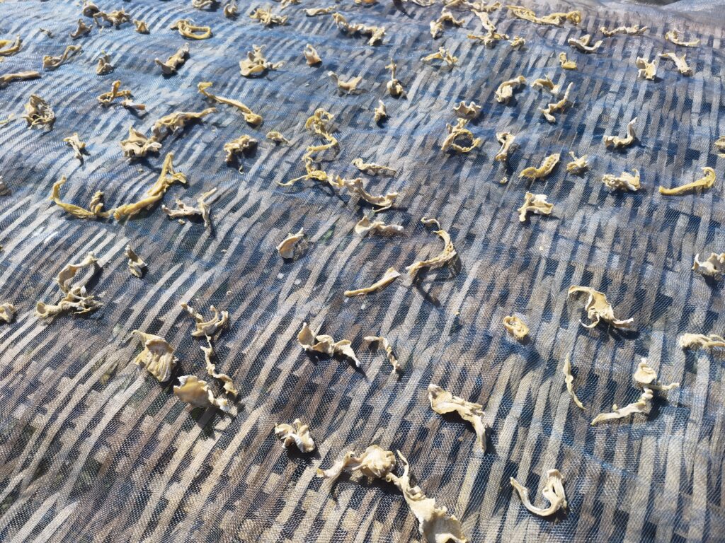 图片[9]-农村生活-清江小鱼煮干竹笋-聚微达人