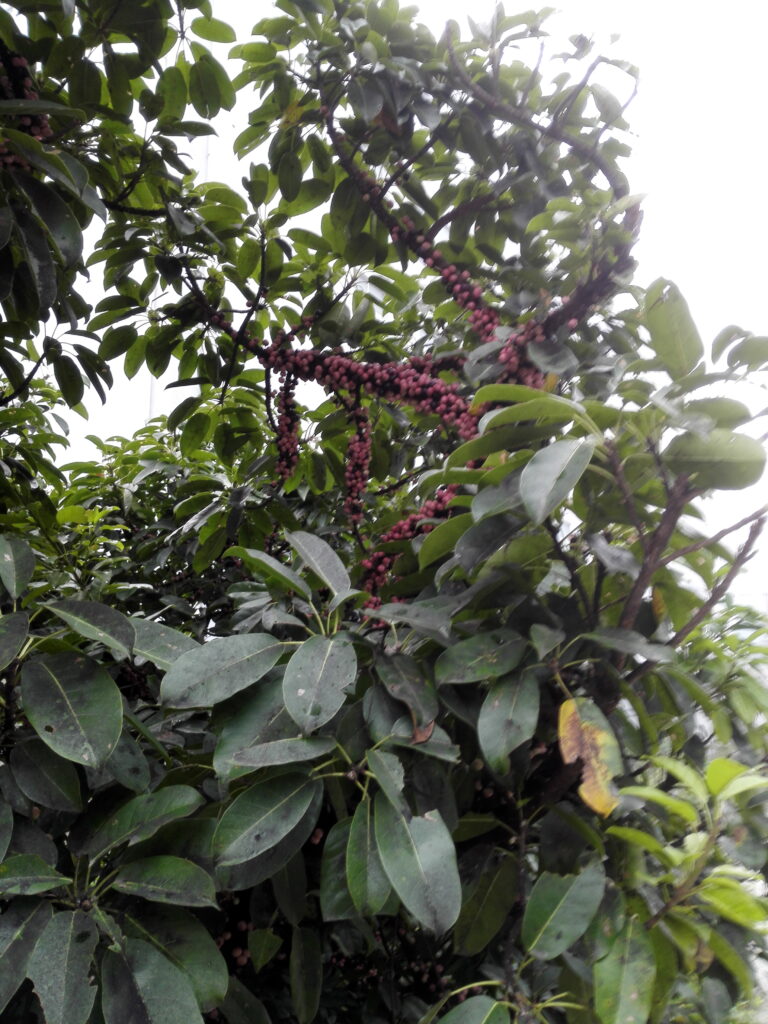 图片[11]-十多年前那棵树-也不知道叫什么-聚微达人