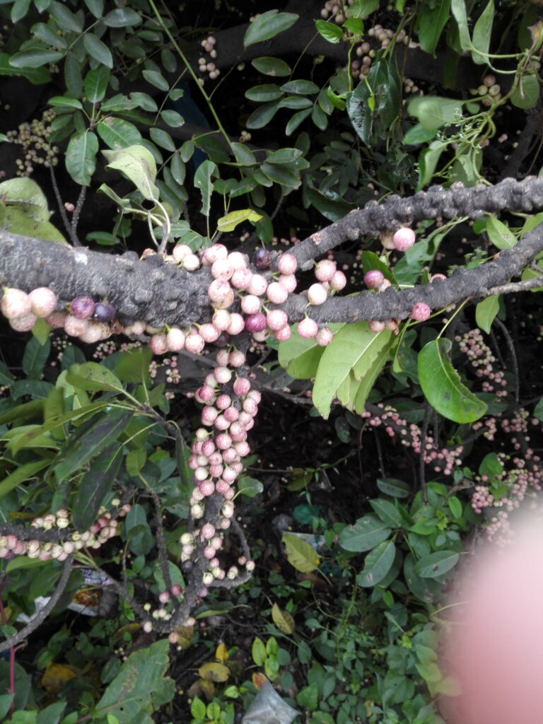 图片[8]-十多年前那棵树-也不知道叫什么-聚微达人