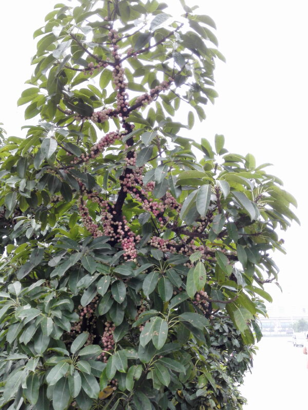 十多年前那棵树-也不知道叫什么-聚微达人