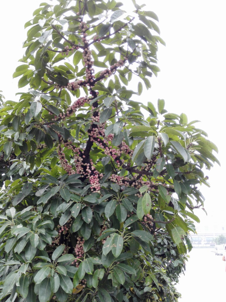 图片[1]-十多年前那棵树-也不知道叫什么-聚微达人