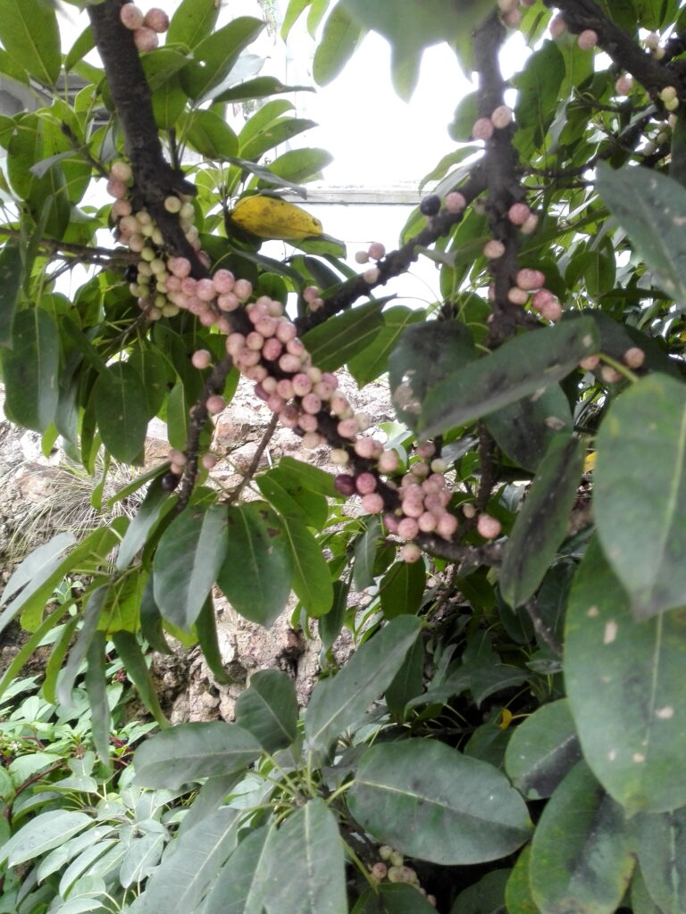 图片[6]-十多年前那棵树-也不知道叫什么-聚微达人