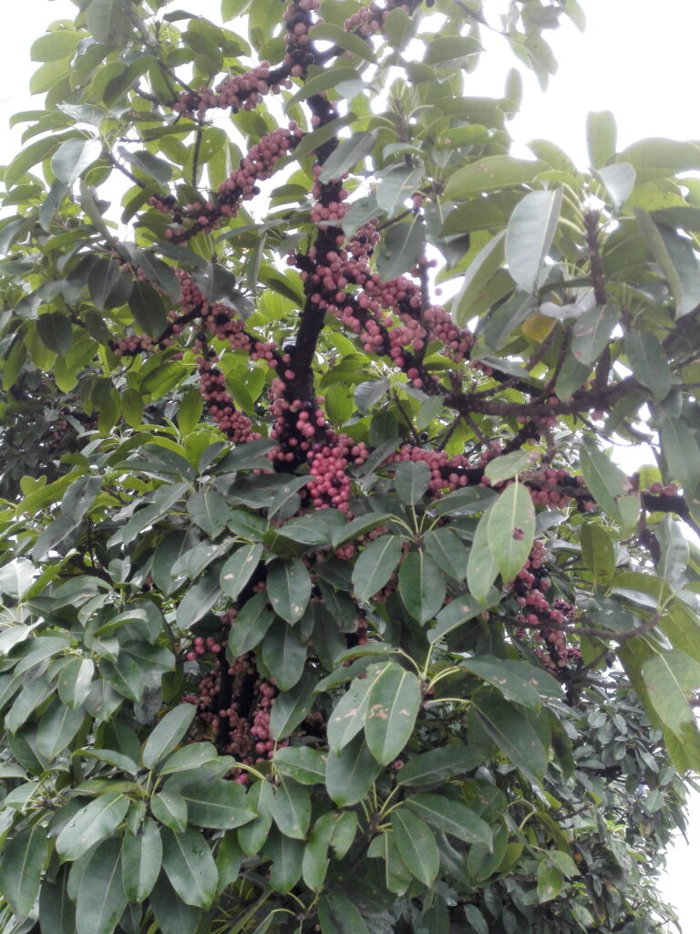 图片[10]-十多年前那棵树-也不知道叫什么-聚微达人