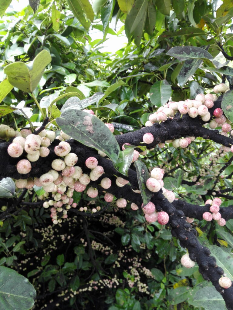 图片[4]-十多年前那棵树-也不知道叫什么-聚微达人