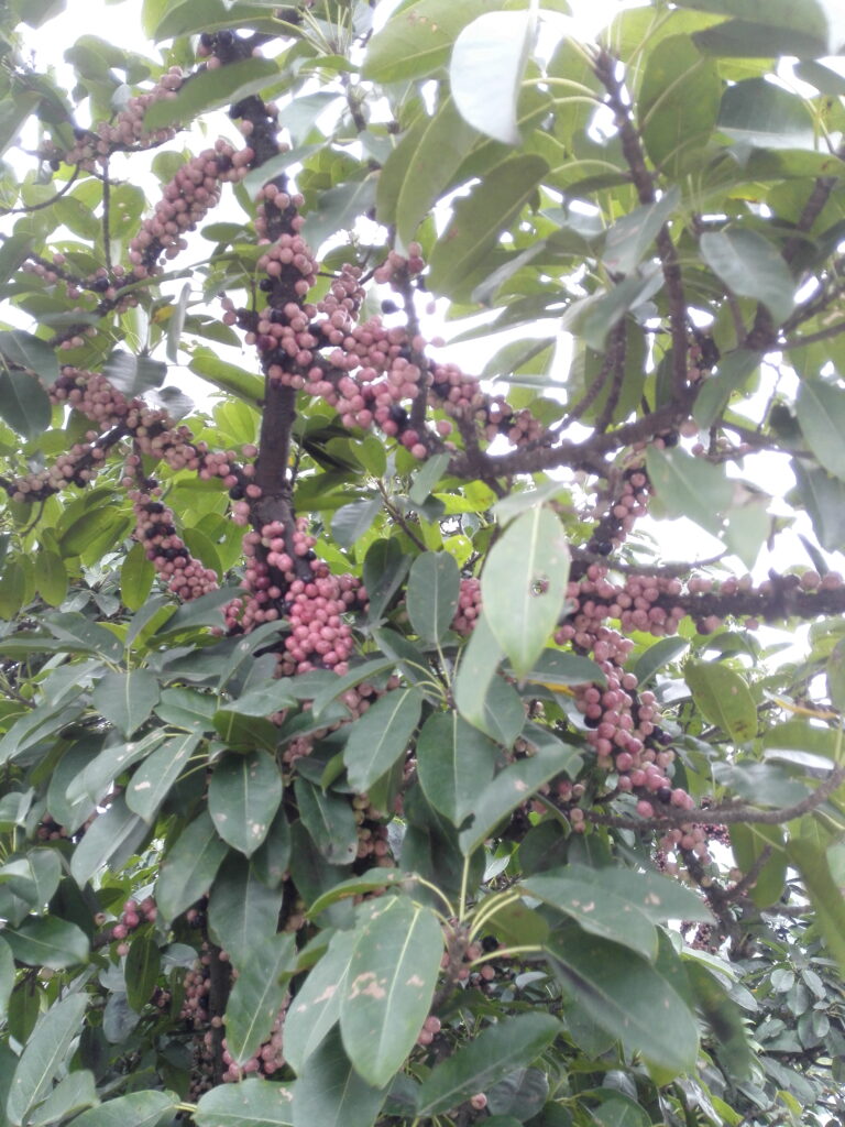 图片[5]-十多年前那棵树-也不知道叫什么-聚微达人