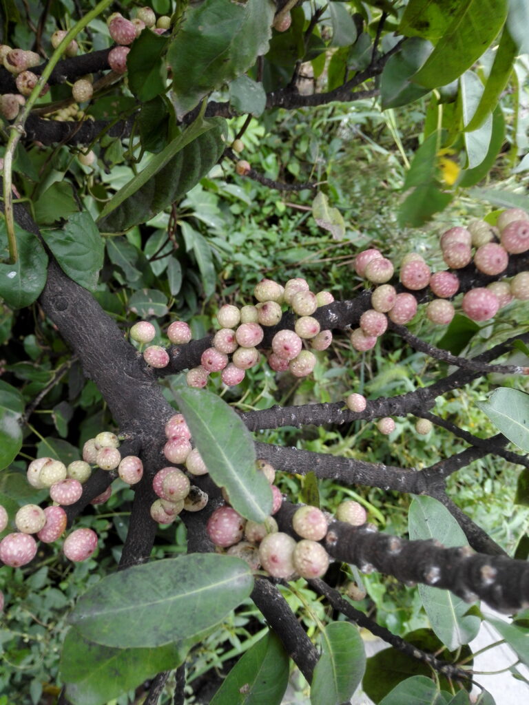 图片[9]-十多年前那棵树-也不知道叫什么-聚微达人