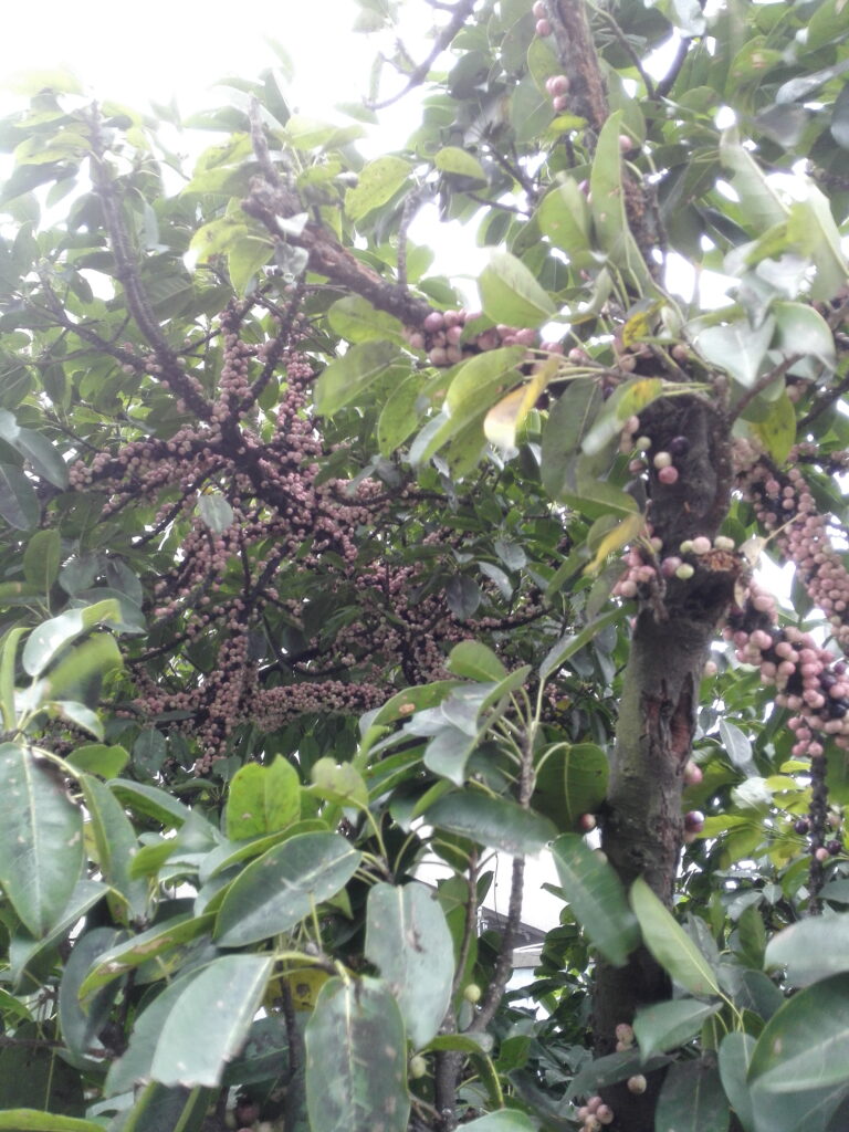 图片[7]-十多年前那棵树-也不知道叫什么-聚微达人