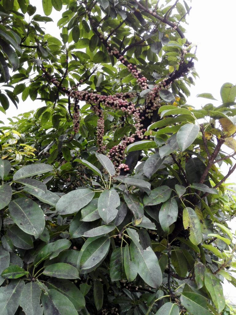 图片[2]-十多年前那棵树-也不知道叫什么-聚微达人