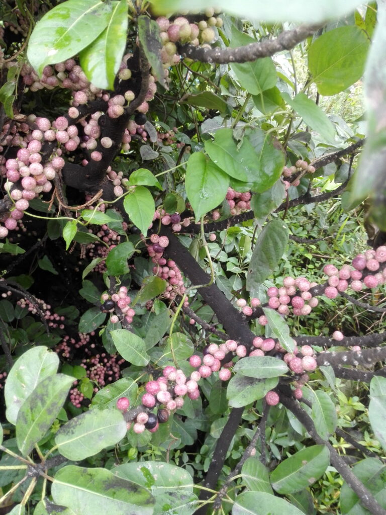 图片[13]-十多年前那棵树-也不知道叫什么-聚微达人