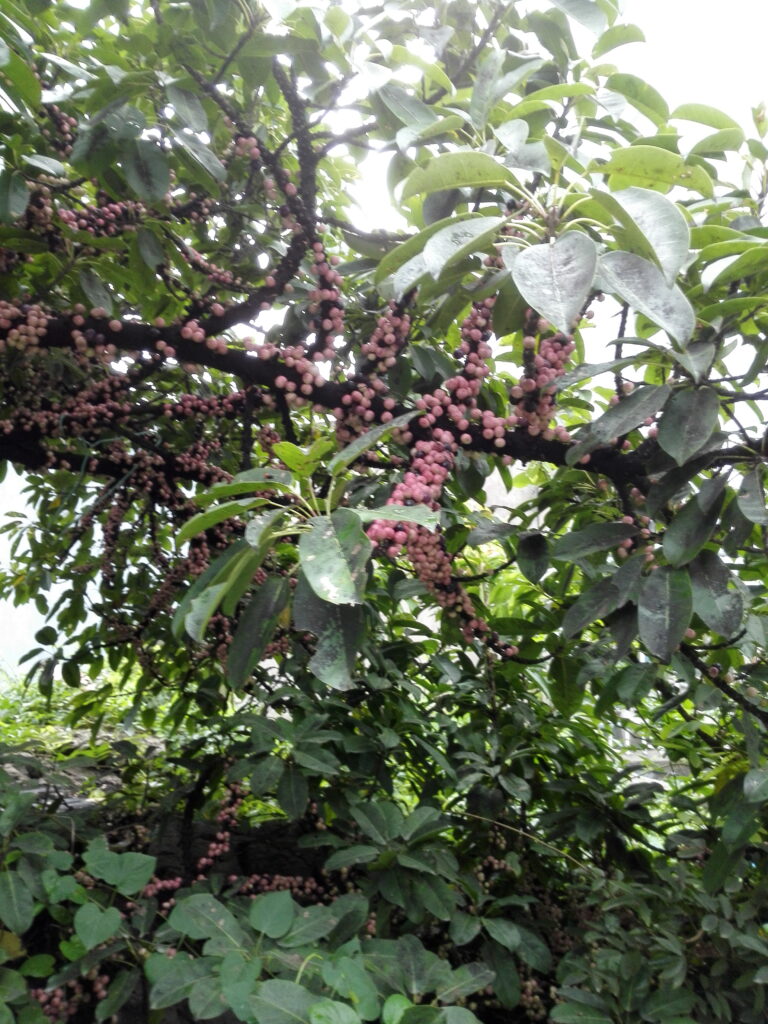 图片[12]-十多年前那棵树-也不知道叫什么-聚微达人