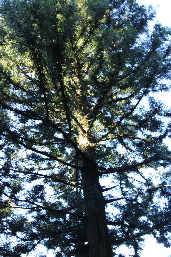 图片[22]-南岳之行-2015年8月3日-聚微达人