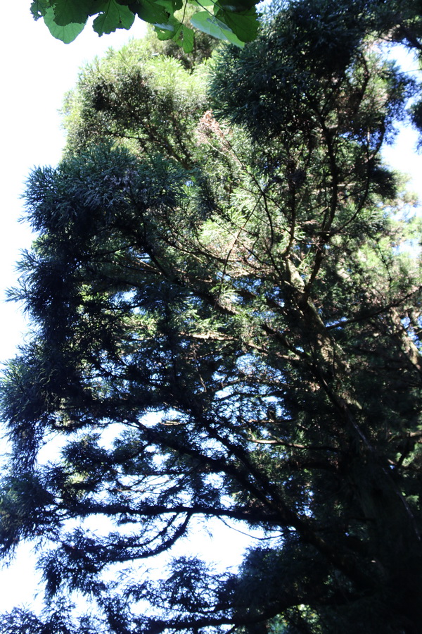 图片[93]-南岳之行-2015年8月3日-聚微达人