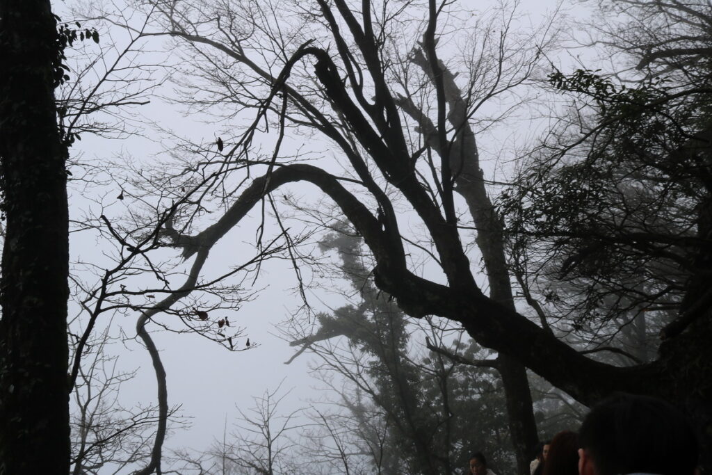 图片[21]-十一月的张家界-2015年11月20日-聚微达人