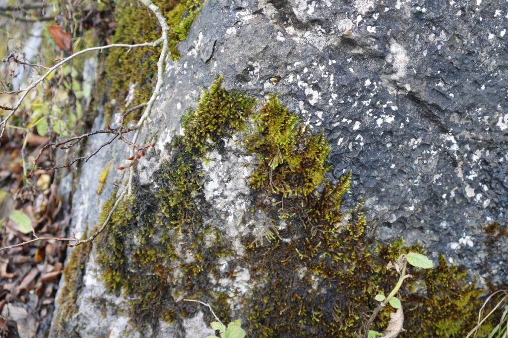 图片[33]-十一月的张家界-2015年11月20日-聚微达人