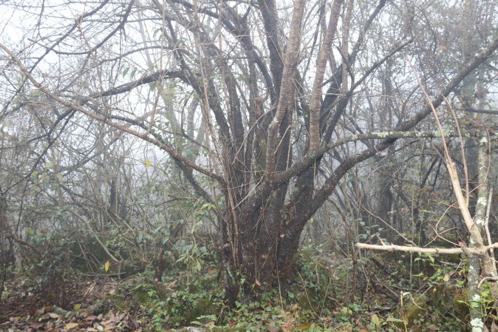 图片[39]-十一月的张家界-2015年11月20日-聚微达人