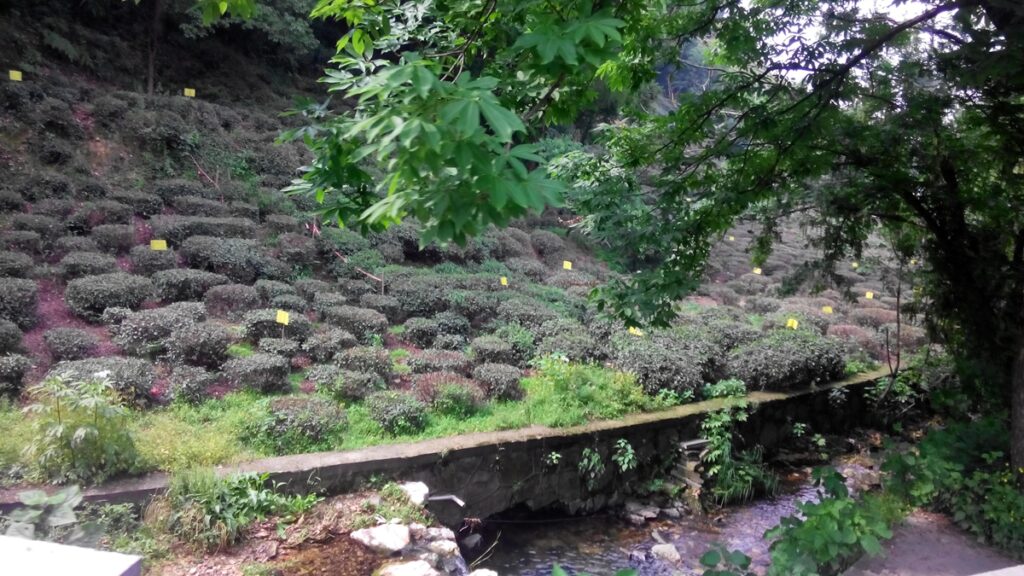 图片[21]-西湖灵隐寺-飞来峰雷锋塔-2014年5月12日-聚微达人
