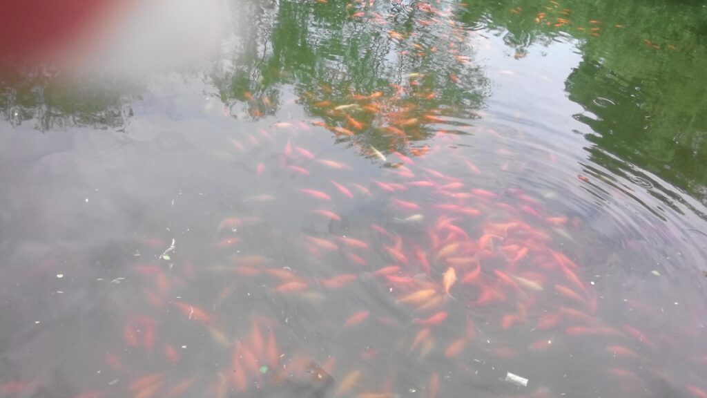 图片[56]-西湖灵隐寺-飞来峰雷锋塔-2014年5月12日-聚微达人