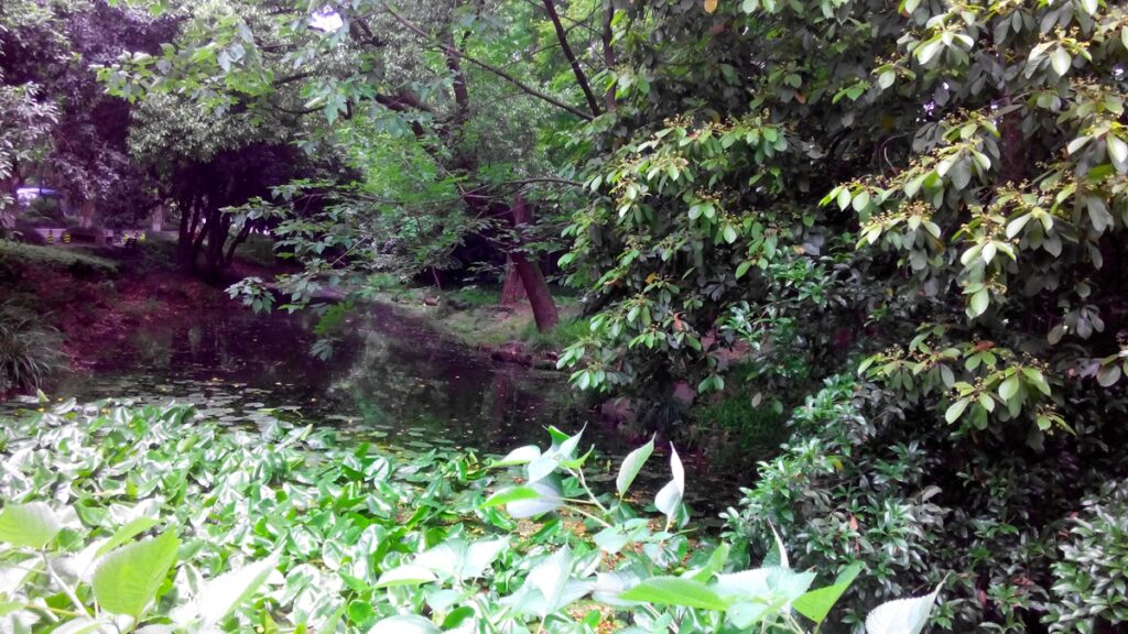 图片[48]-西湖灵隐寺-飞来峰雷锋塔-2014年5月12日-聚微达人