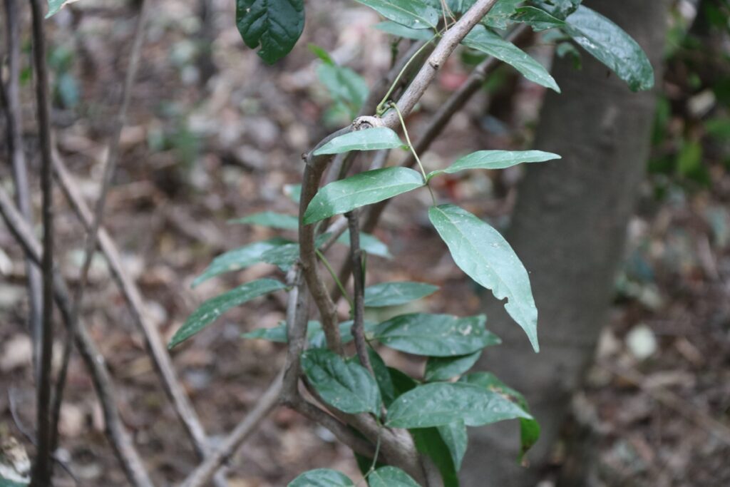 图片[78]-张家界天门山-2016年9月24日-聚微达人