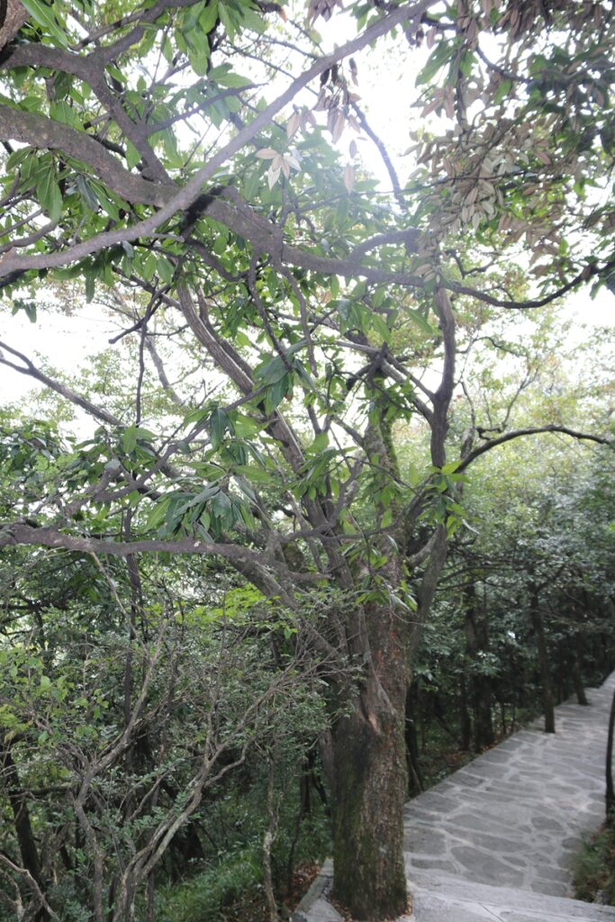 图片[132]-张家界天门山-2016年9月24日-聚微达人