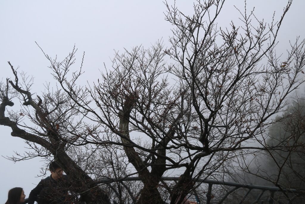 图片[28]-张家界天门山-2015年11月20日-聚微达人