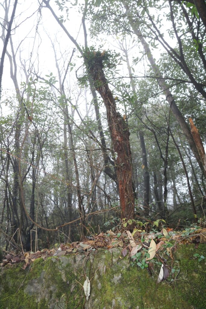 图片[36]-张家界天门山-2015年11月20日-聚微达人