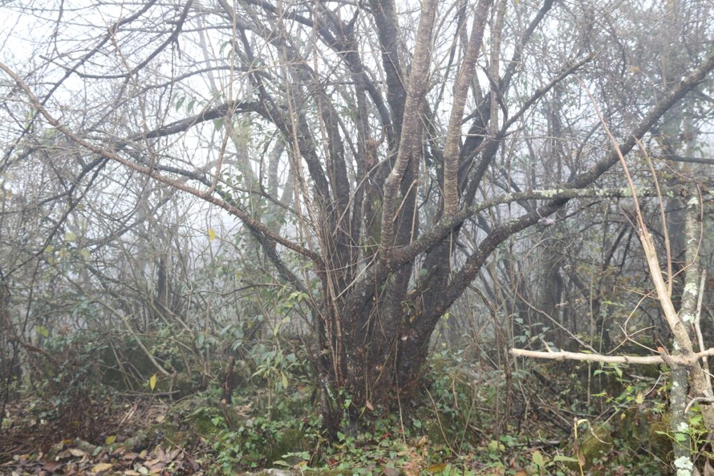 图片[40]-张家界天门山-2015年11月20日-聚微达人