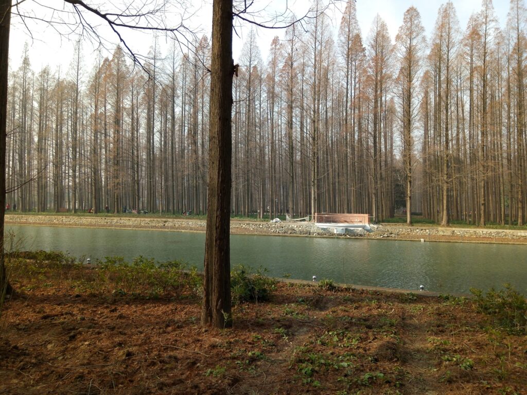 图片[7]-江汉水杉纪念碑-2016年12月17日-聚微达人