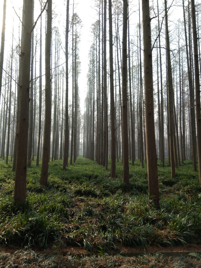 图片[8]-江汉水杉纪念碑-2016年12月17日-聚微达人