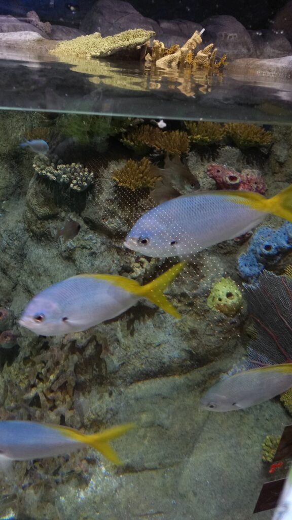 图片[6]-港澳三日游-2016年12月7日-聚微达人