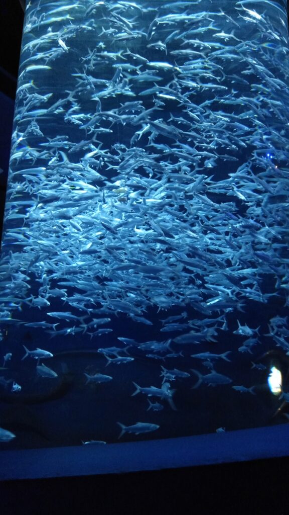 图片[10]-港澳三日游-2016年12月7日-聚微达人